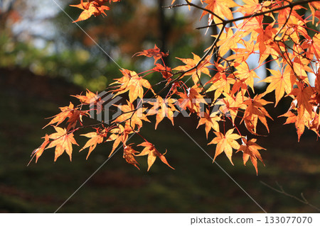 被太陽照亮的秋葉 133077070