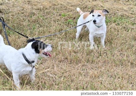 My good friend Jack's walk - Jack Russell Terrier My good friend Jack's walk - Jack Russell Terrier 133077150