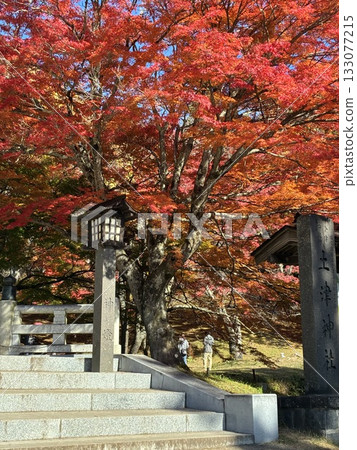 秋天的樹葉 133077215