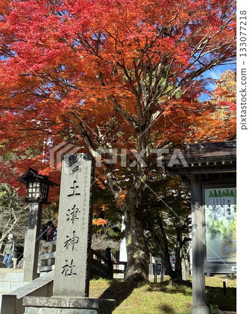 秋天的樹葉 133077218