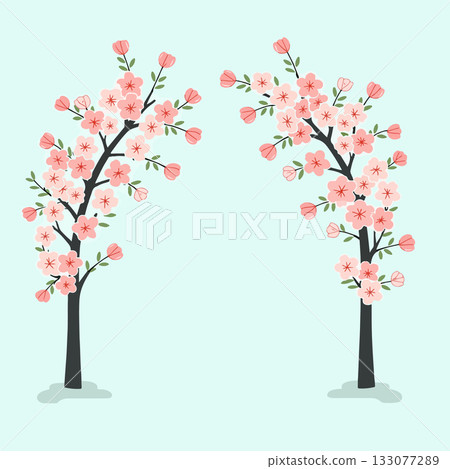 Two Cherry Blossom Trees 133077289