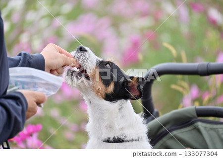 Jack Russell Terrier Cosmos field in full bloom 133077304