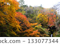 秩父華嚴瀑布（埼玉縣）秋季賞楓時節 133077344