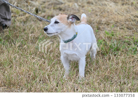 A smiling Jack Russell Terrier (broken) walking A smiling Jack Russell Terrier (broken) walking 133077358