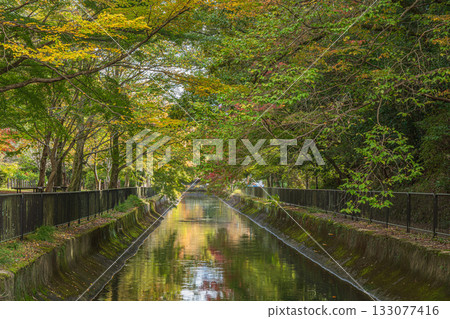 京都市東山自然綠地琵琶湖疏水 133077416