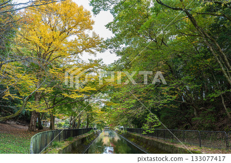 京都市東山自然綠地琵琶湖疏水 133077417