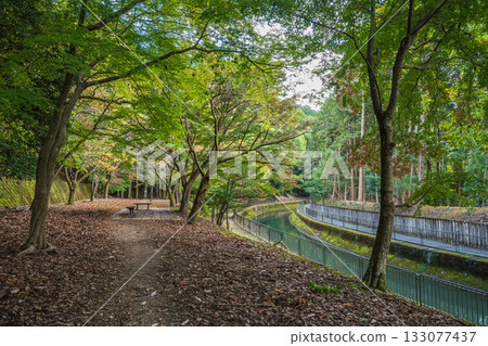 京都市東山自然綠地琵琶湖疏水 133077437