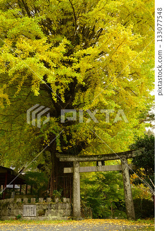 Autumn leaves in Yabe Village, Yame City 133077548