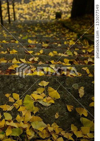 Autumn leaves in Yabe Village, Yame City 133077549
