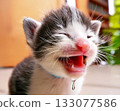 An angelic sleeping face and drool! A newborn kitten smiling with its eyes closed 133077586