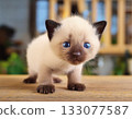 A cute baby Siamese cat with distinctive blue eyes is watching over the newborn. 133077587