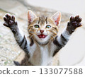 Raising both hands in celebration! A cute kitten is overjoyed with a big smile on its face. 133077588