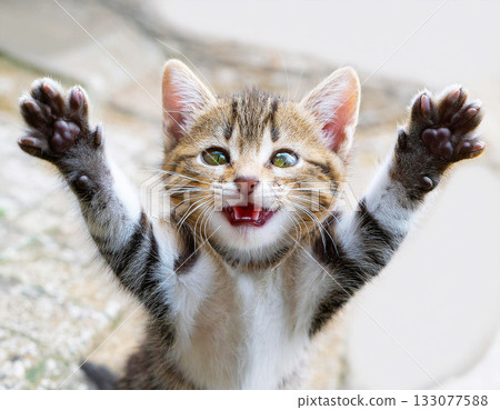 Raising both hands in celebration! A cute kitten is overjoyed with a big smile on its face. 133077588