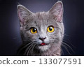 Close-up of a grey kitten with wide eyes 133077591