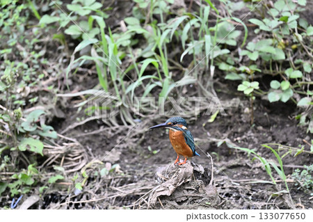 Kingfisher (male) Kingfisher (male) 133077650