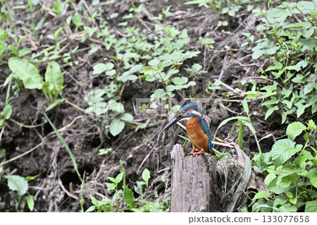 翠鳥(雄性) 翠鳥(雄性) 133077658