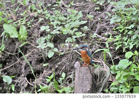 翠鳥(雄性) 翠鳥(雄性) 133077659