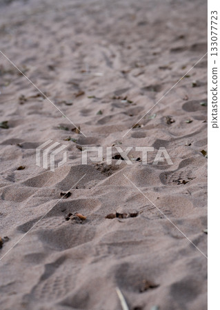 Close-up of sandy beach surface with small leaves and debris. Close-up of sandy beach surface with small leaves and debris. 133077723