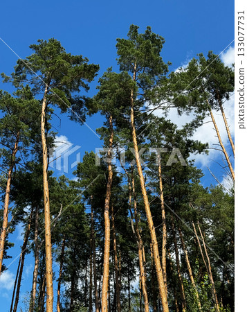Tall pine trees against clear blue summer sky in forest perspective. Tall pine trees against clear blue summer sky in forest perspective. 133077731