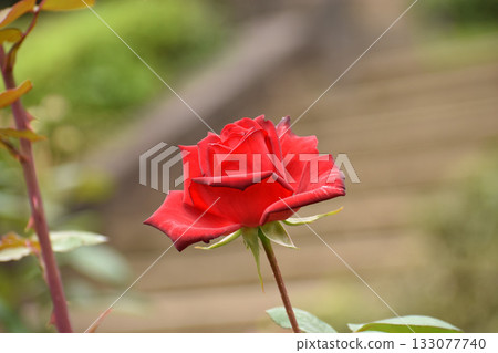 Bright red autumn roses Bright red autumn roses 133077740