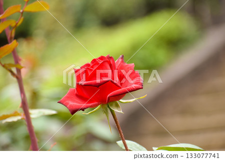 Bright red autumn roses 133077741