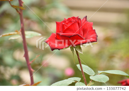 Bright red autumn roses 133077742