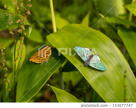 Green Hairstreak and Red Hairstreak Green Hairstreak and Red Hairstreak 133077747