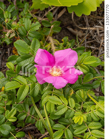 赫曼努斯 赫曼努斯 133077770