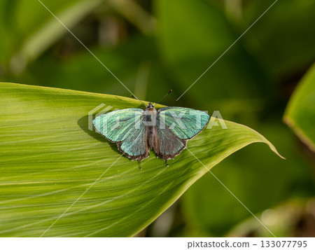 年輕的Midorishigimi 133077795