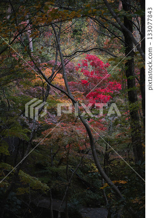The vibrant colors of autumn leaves emerge among the trees The vibrant colors of autumn leaves emerge among the trees 133077843