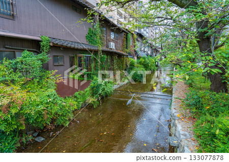 Blue heron in Takase River, Kyoto City 133077878