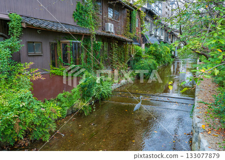 Blue heron in Takase River, Kyoto City 133077879