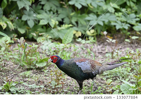 Pheasant (male) 133077884