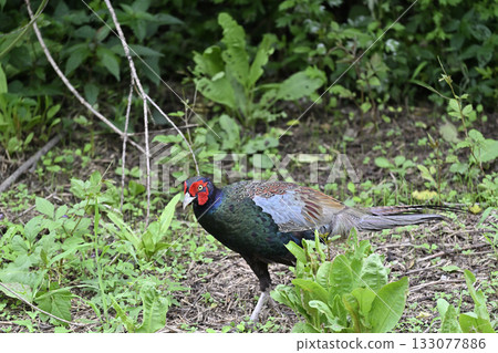 Pheasant (male) 133077886