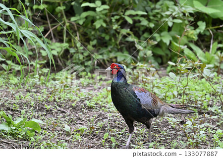 雉雞（雄性） 133077887