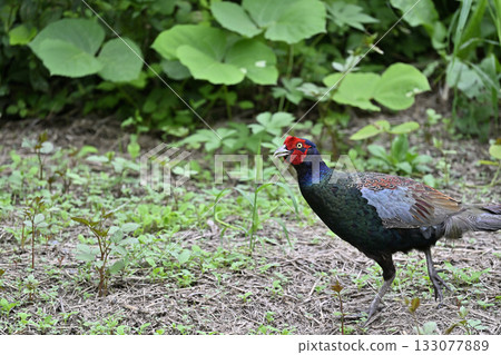 雉雞(雄性) 雉雞(雄性) 133077889