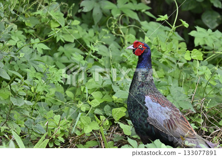 雉雞（雄性） 133077891