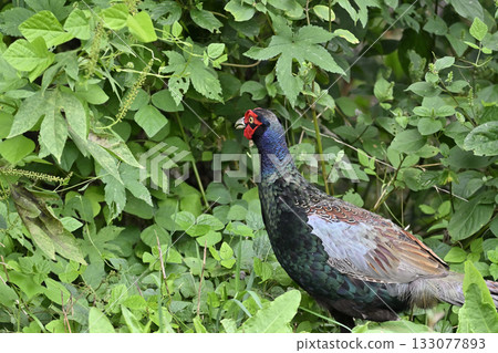 Pheasant (male) 133077893