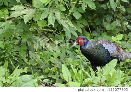 Pheasant (male) 133077895