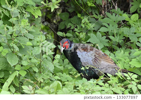 Pheasant (male) Pheasant (male) 133077897