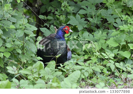 Pheasant (male) Pheasant (male) 133077898