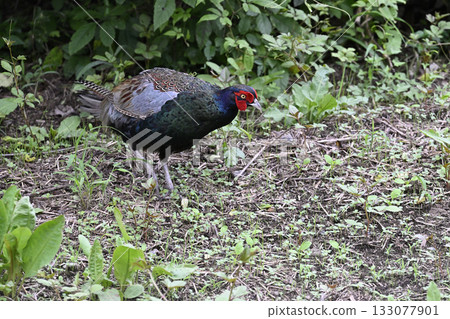 雉雞(雄性) 雉雞(雄性) 133077901