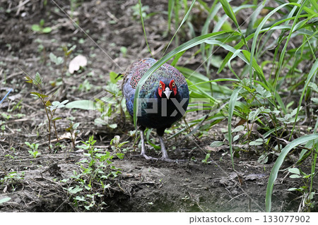 Pheasant (male) 133077902