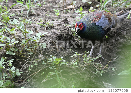 Pheasant (male) 133077906