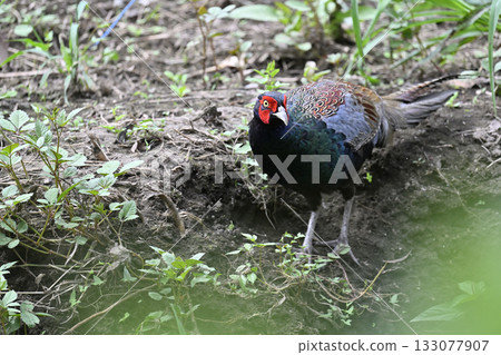 Pheasant (male) 133077907