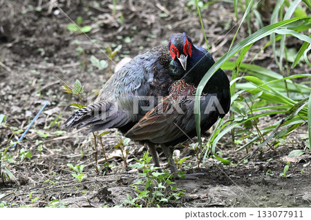Pheasant (male) Pheasant (male) 133077911