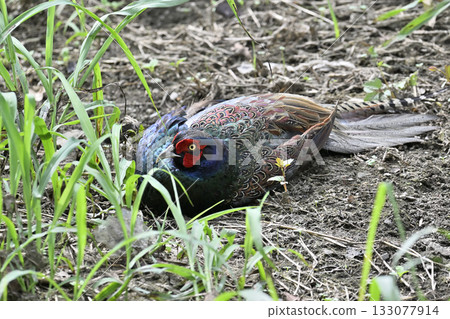 Pheasant (male) 133077914