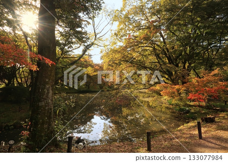 京都植物園,京都府,秋葉,楓樹,池塘,森林 京都植物園,京都府,秋葉,楓樹,池塘,森林 133077984