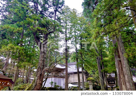 Eiheiji Temple: A view of the sutra tower, shrine hall, and Karamon gate through a grove of cedar trees. Eiheiji Town, Yoshida County, Fukui Prefecture Eiheiji Temple: A view of the sutra tower, shrine hall, and Karamon gate through a grove of cedar trees. Eiheiji Town, Yoshida County, Fukui Prefecture 133078004