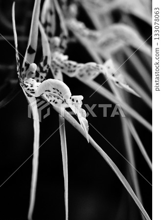 Dancing Spider Orchid Dancing Spider Orchid 133078063